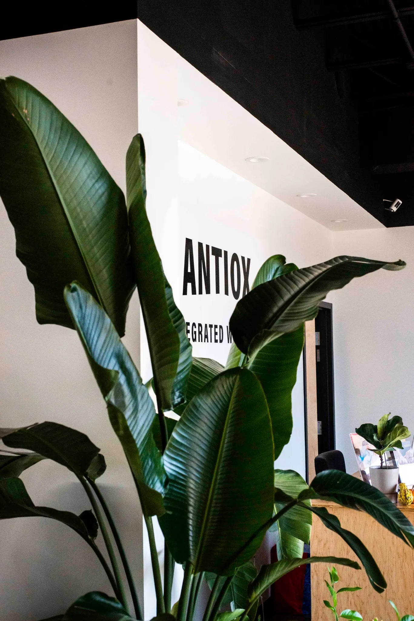 Green plants and ANTIOX signage inside the Hagerstown studio